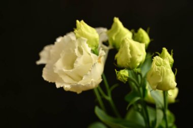 Siyah arkaplandaki güzel çiçekleri kapat 