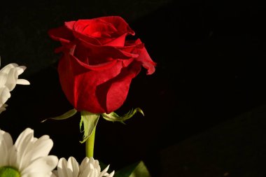 close up of beautiful rose flower on dark background 