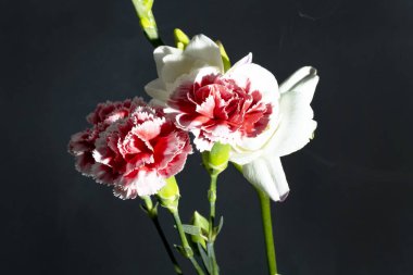 Siyah arkaplandaki güzel çiçekleri kapat 