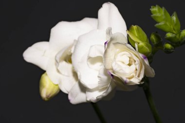 Siyah arkaplandaki güzel çiçekleri kapat 