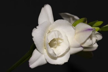 Güzel çiçeklere yakın çekim, stüdyo çekimi. 