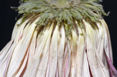 İzole edilmiş arka planda solmuş, kuru bir çiçek 