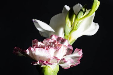 Siyah arkaplandaki güzel çiçekleri kapat 