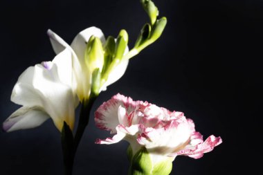 Siyah arkaplandaki güzel çiçekleri kapat 