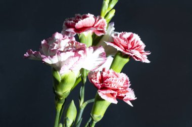 Siyah arkaplandaki güzel çiçekleri kapat 