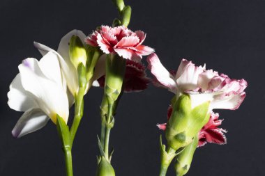 Siyah arkaplandaki güzel çiçekleri kapat 