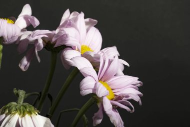 Siyah arkaplandaki güzel çiçekleri kapat 