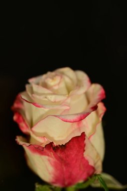 close up of beautiful rose flower on dark background 