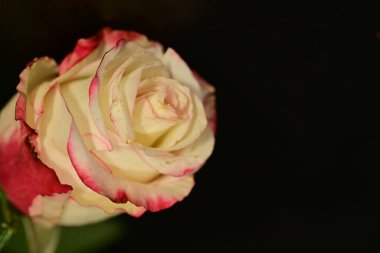 close up of beautiful rose flower on dark background 
