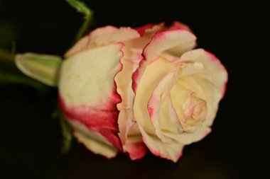 close up of beautiful rose flower on dark background 