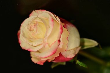 close up of beautiful rose flower on dark background 