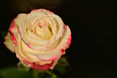 close up of beautiful rose flower on dark background 