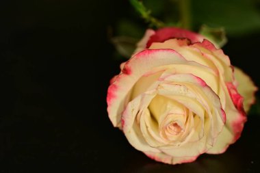 close up of beautiful rose flower on dark background 