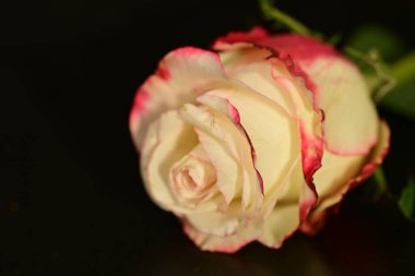 close up of beautiful rose flower on dark background 