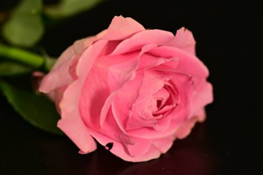 close up of beautiful rose flower on dark background 