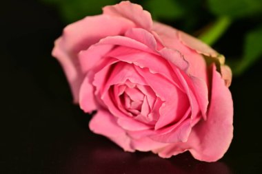 close up of beautiful rose flower on dark background 