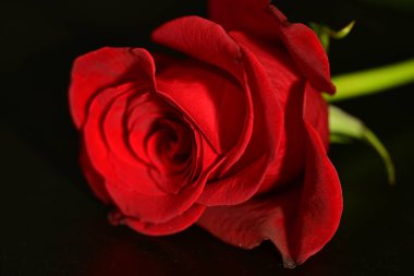 close up of beautiful rose flower on dark background 