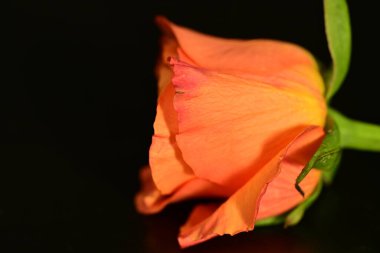 close up of beautiful rose flower on dark background 