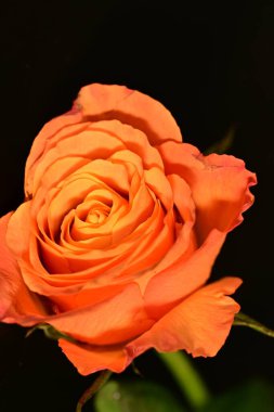 close up of beautiful rose flower on dark background 