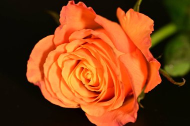 close up of beautiful rose flower on dark background 