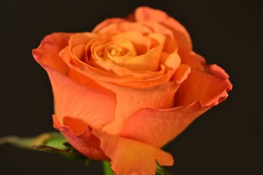 close up of beautiful rose flower on dark background 