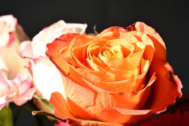 Siyah arkaplandaki güzel çiçekleri kapat 