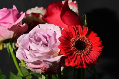 Siyah arkaplandaki güzel çiçekleri kapat 