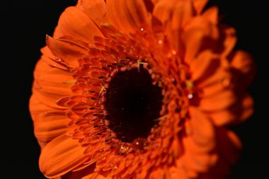 close up of beautiful gerbera  flower on dark background 