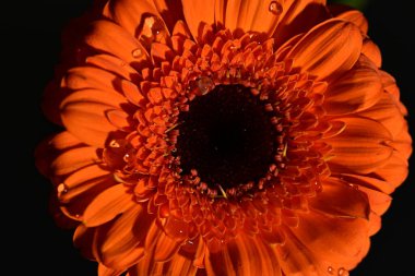 close up of beautiful gerbera  flower on dark background 