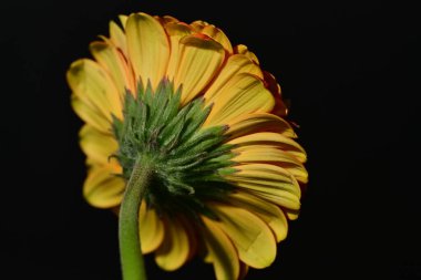 close up of beautiful gerbera  flower on dark background 