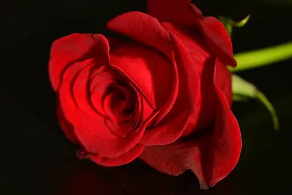 Close Beautiful Rose Flower Dark Background Stock Picture