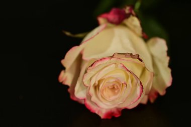 close up of beautiful rose flower on dark background 