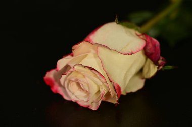 close up of beautiful rose flower on dark background 