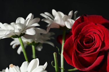 Siyah arkaplandaki güzel çiçekleri kapat 