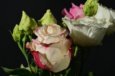 Siyah arkaplandaki güzel çiçekleri kapat 