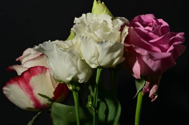 Siyah arkaplandaki güzel çiçekleri kapat 