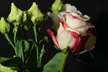 Siyah arkaplandaki güzel çiçekleri kapat 