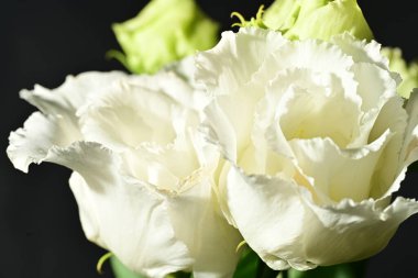 Siyah arkaplandaki güzel çiçekleri kapat 