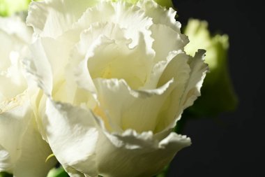 Siyah arkaplandaki güzel çiçekleri kapat 