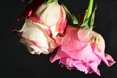 Siyah arkaplandaki güzel çiçekleri kapat 