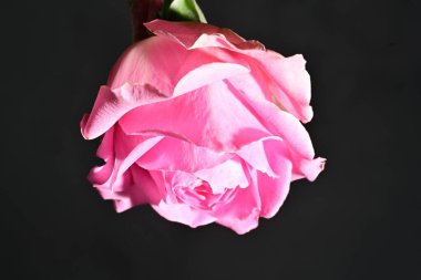 close up of beautiful rose flower on dark background 