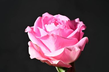 close up of beautiful rose flower on dark background 