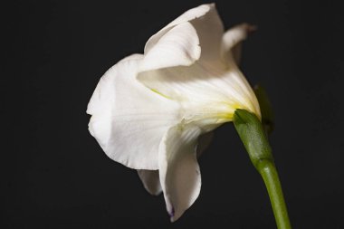 Güzel çiçeğe yakın çekim, stüdyo çekimi.