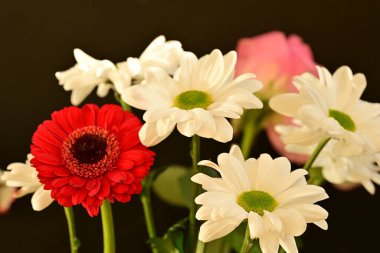 Siyah arkaplandaki güzel çiçekleri kapat 