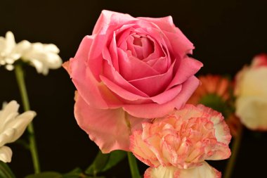 Siyah arkaplandaki güzel çiçekleri kapat 