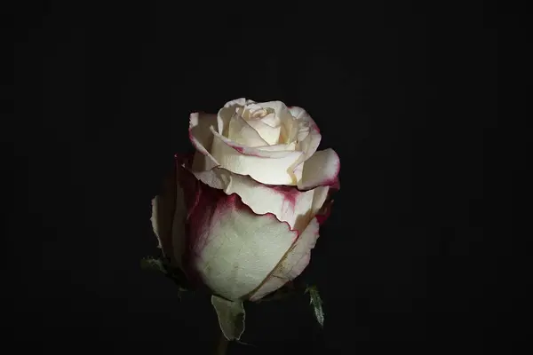 close up of beautiful rose  flower on dark background