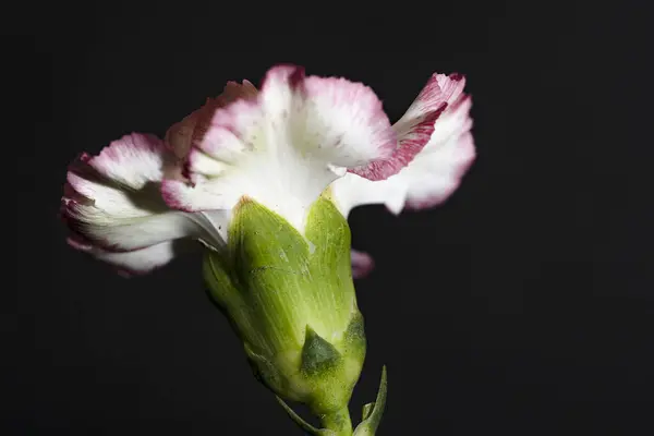 close up of beautiful carnation flower on dark background