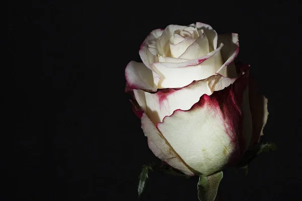 Крупним Планом Красива Квітка Троянди Темному Фоні Стокове Фото