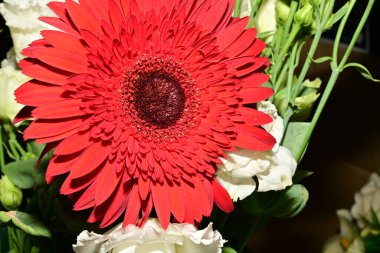 Güzel çiçeklere yakın çekim, stüdyo çekimi. 