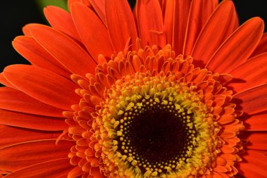 close up of beautiful gerbera  flower on dark background 